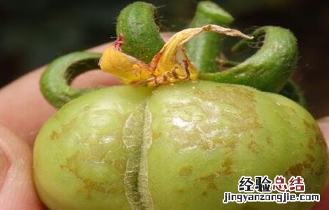 西红柿常见病害及防治用药 西红柿药害原因及防治措施