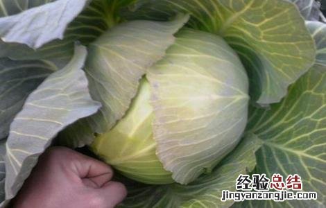 甘蓝裂球原因及防治措施 甘蓝裂球原因及防治措施视频