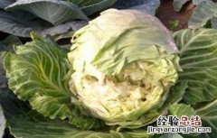 甘蓝裂球原因及防治措施 甘蓝裂球原因及防治措施视频