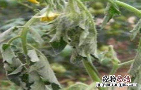 番茄死苗的原因是什么 番茄死苗是什么病
