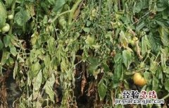 番茄死苗的原因是什么 番茄死苗是什么病