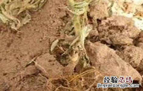 番茄死苗的原因是什么 番茄死苗是什么病