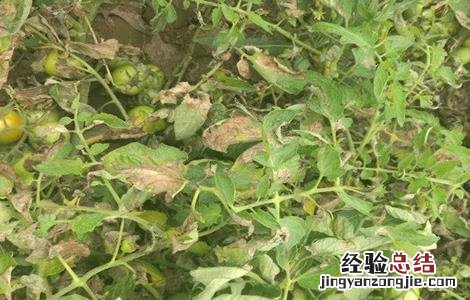 番茄死苗的原因是什么 番茄死苗是什么病