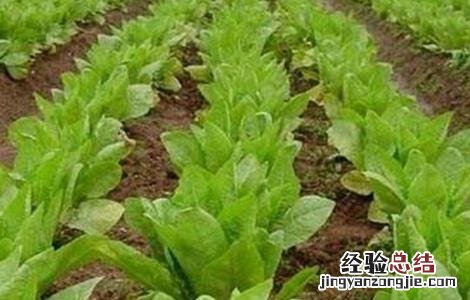 莴笋田间管理技术 莴笋的田间管理