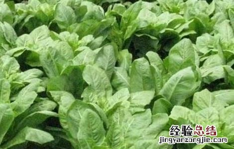 莴笋田间管理技术 莴笋的田间管理