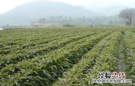 莴笋田间管理技术 莴笋的田间管理