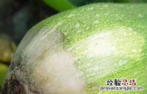 西葫芦烂瓜原因及防治方法 西葫芦烂瓜原因及防治方法视频