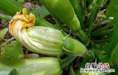 西葫芦烂瓜原因及防治方法 西葫芦烂瓜原因及防治方法视频