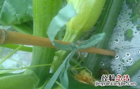 西葫芦烂瓜原因及防治方法 西葫芦烂瓜原因及防治方法视频
