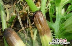西葫芦烂瓜原因及防治方法 西葫芦烂瓜原因及防治方法视频