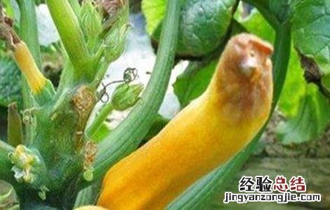西葫芦烂瓜原因及防治方法 西葫芦烂瓜原因及防治方法视频