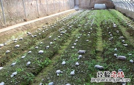 羊肚菌种植的出菇管理技术 北方冬季羊肚菌出菇管理