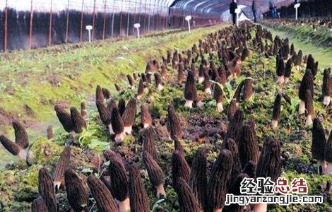 羊肚菌种植的出菇管理技术 北方冬季羊肚菌出菇管理