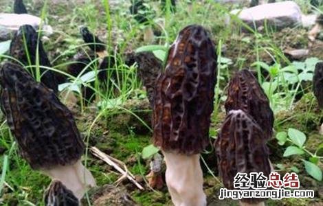 羊肚菌种植的出菇管理技术 北方冬季羊肚菌出菇管理