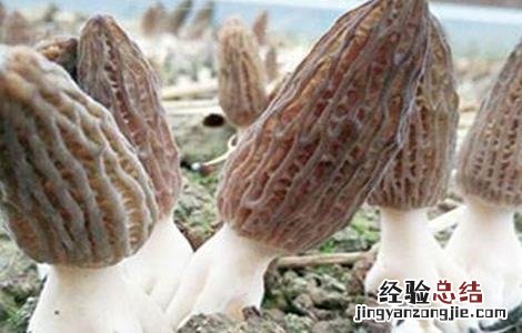 羊肚菌种植的出菇管理技术 北方冬季羊肚菌出菇管理
