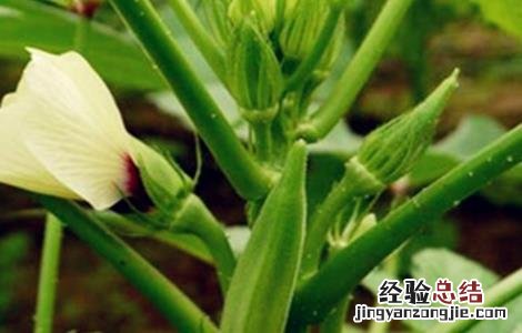 秋葵如何管理产量高 如何提高秋葵的产量
