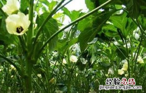 秋葵如何管理产量高 如何提高秋葵的产量
