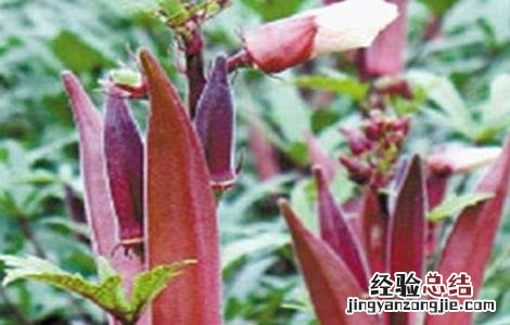 秋葵如何管理产量高 如何提高秋葵的产量