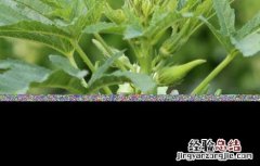 秋葵如何管理产量高 如何提高秋葵的产量