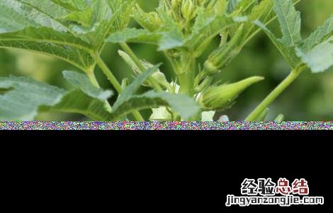 秋葵如何管理产量高 如何提高秋葵的产量