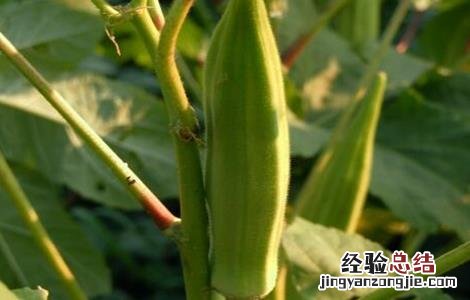 秋葵如何管理产量高 如何提高秋葵的产量