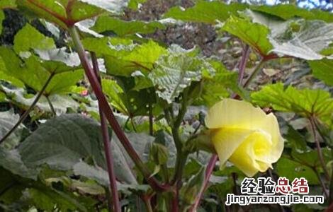 秋葵如何管理产量高 如何提高秋葵的产量
