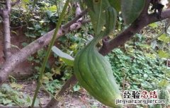丝瓜畸形原因及防治方法 丝瓜畸形原因及防治方法图片