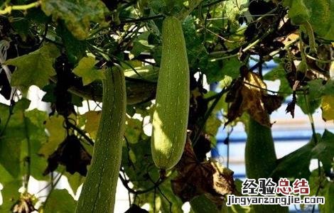 丝瓜畸形原因及防治方法 丝瓜畸形原因及防治方法图片