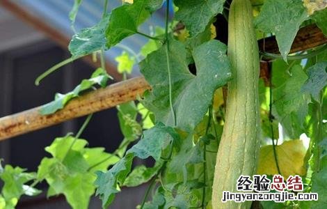 丝瓜畸形原因及防治方法 丝瓜畸形原因及防治方法图片