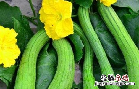 丝瓜畸形原因及防治方法 丝瓜畸形原因及防治方法图片
