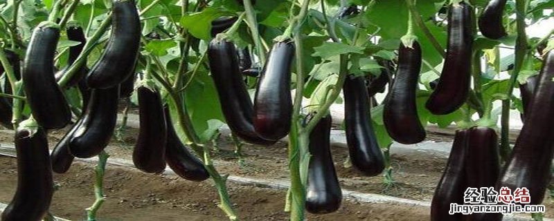 茄子发黑还能吃吗 茄子有点发黑还能吃吗
