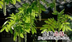 杨树打了除草剂怎么缓解 杨树被打除草剂怎么挽救