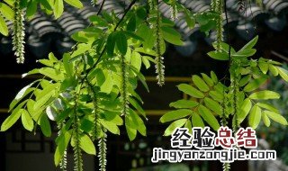 杨树打了除草剂怎么缓解 杨树被打除草剂怎么挽救