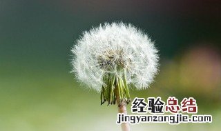 蒲公英菊花金银花茶的功效与作用及禁忌 蒲公英菊花金银花茶的功效与作用