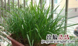 花盆里种植韭菜用尿素还是复合肥 花盆里种植韭菜用尿素还是复合肥效果好