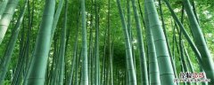 宜宾打造竹都有利条件 宜宾竹产业发展规划