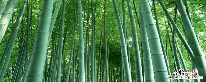 宜宾打造竹都有利条件 宜宾竹产业发展规划