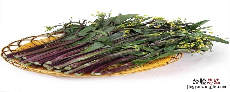 紫菜苔什么时候播种 紫菜苔北方什么时候种