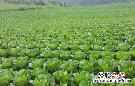 春季大白菜种植技术 白菜种植技术