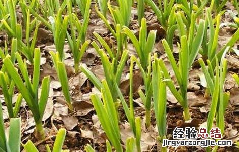 大蒜种植的注意事项 大蒜种植注意事项50字