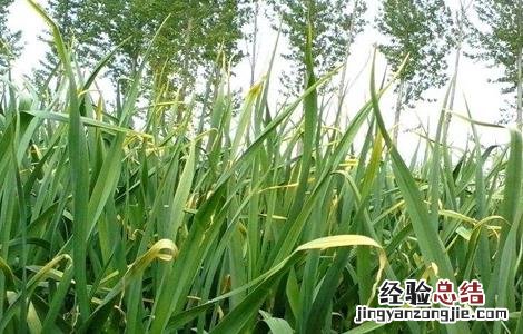 大蒜种植的注意事项 大蒜种植注意事项50字