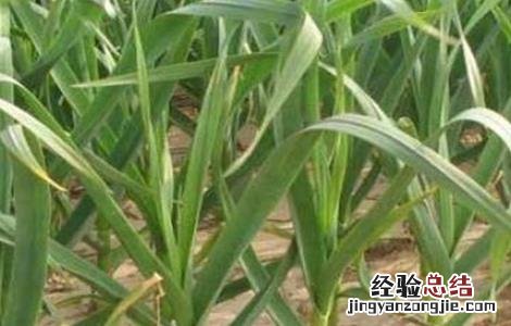 大蒜种植的注意事项 大蒜种植注意事项50字