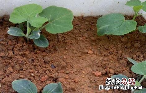 南瓜如何育苗 南瓜如何育苗