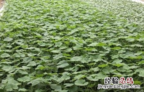 南瓜如何育苗 南瓜如何育苗