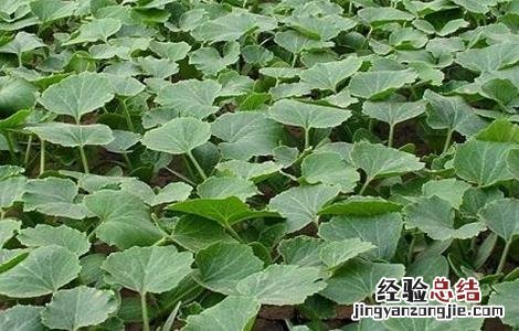 南瓜如何育苗 南瓜如何育苗