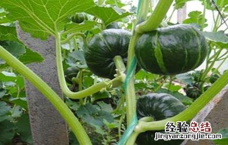 南瓜如何育苗 南瓜如何育苗