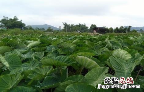 香芋种植的注意事项和禁忌 香芋种植的注意事项