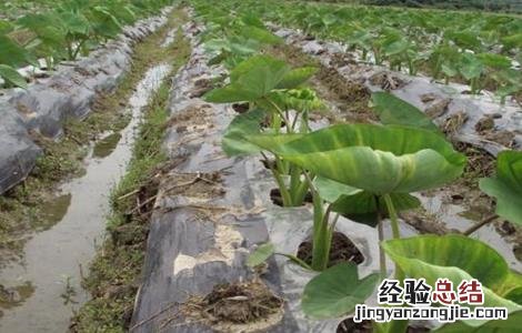 香芋种植的注意事项和禁忌 香芋种植的注意事项