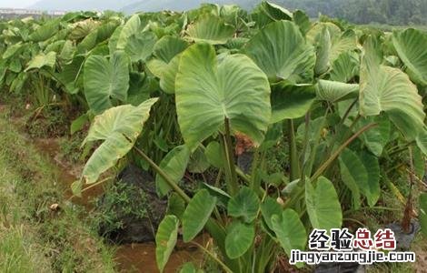 香芋种植的注意事项和禁忌 香芋种植的注意事项