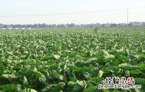 香芋种植的注意事项和禁忌 香芋种植的注意事项